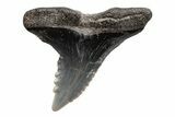 Snaggletooth Shark (Hemipristis) Tooth - South Carolina #211597-1